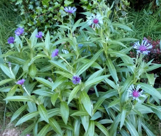 Mountain Bluet Centaurea Montana – Perennial Flower Seeds