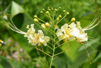 Caesalpinia Pulcherrima White Bird of Paradise Shrub Seeds