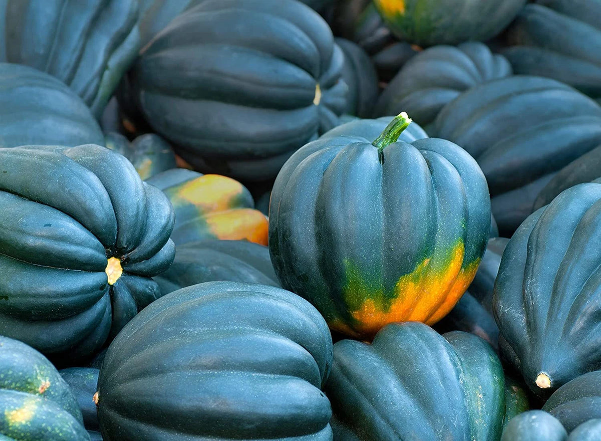 Acorn Squash Seeds for Planting King Table Squash Delicious and Nutritious
