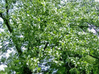 Eastern Cottonwood Populus Deltoides – Hardy Ornamental Tree Seeds