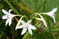 Crinum Lily Carolina Beauty Jumbo Blooming-size Bulb - Flower Seeds