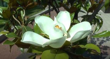 Magnolia Grandiflora Seeds Flower Seeds for your garden