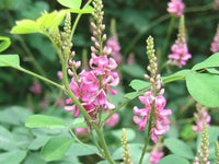 Chinese True Indigo Indigofera Pseudotinctoria – Ground Cover Shrub Seeds