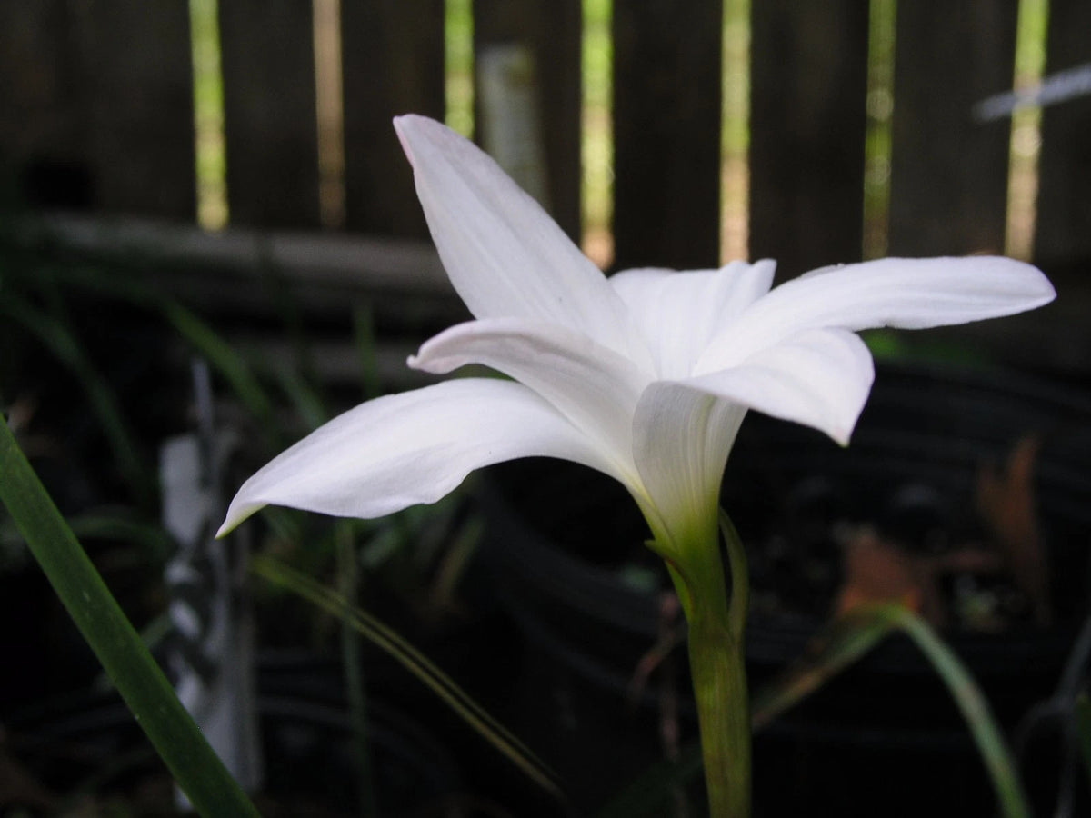 Rain Lily Zephyranthes Norma Pearl Habranthus - Flower Seeds