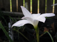 Rain Lily Zephyranthes Norma Pearl Habranthus - Flower Seeds
