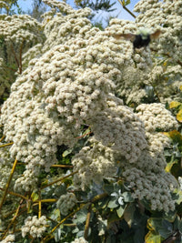 California Buckwheat Eriogonum Fasciculatum – Hardy Garden Flower Seeds
