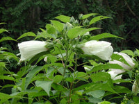 White Swamp Rose Mallow – All White Wild Hibiscus Flower Seeds