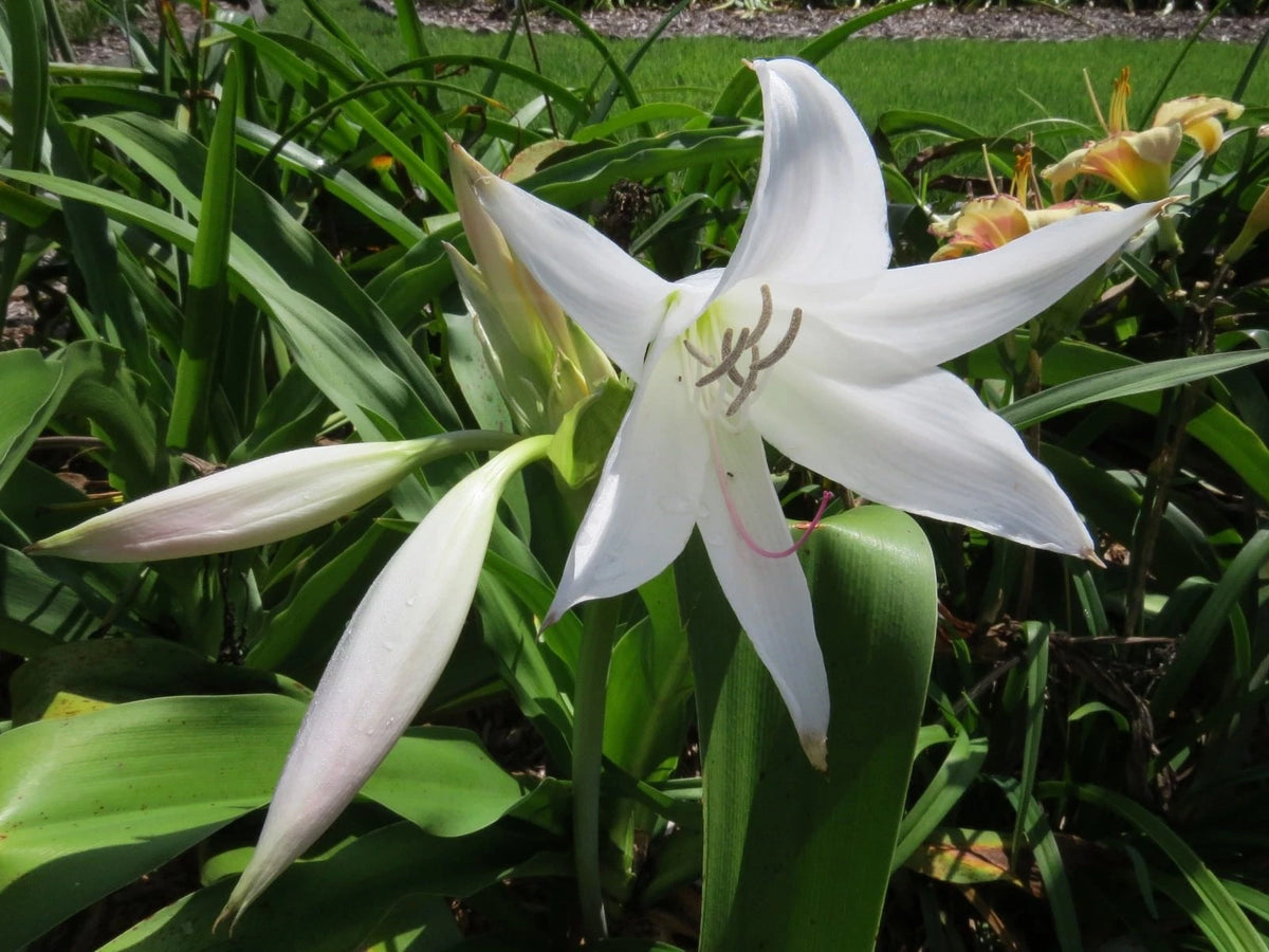 Crinum Lily Pat-a-cake Medium-size Bulb New Very - Flower Seeds