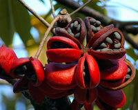 Sterculia Foetida Java Olive Ornamental Tree Seeds