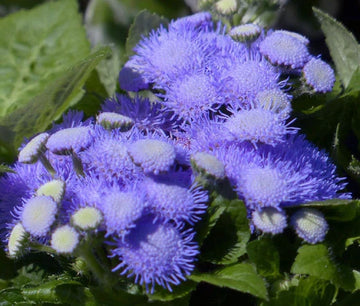 Ageratum Blue Mink Ageratum Houstonianum – Colorful Garden Flower Seeds