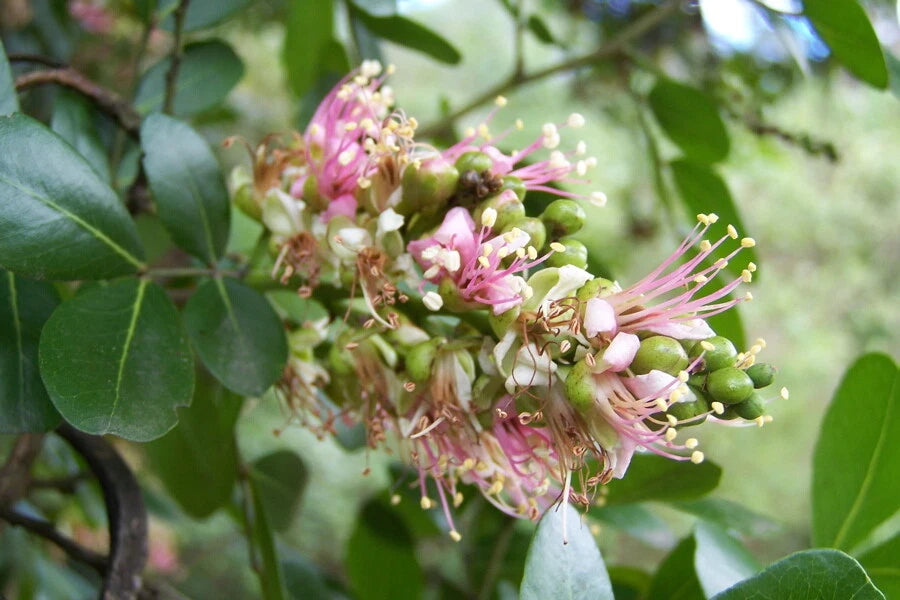 Schotia Latifolia – Flowering African Tree Seeds