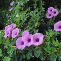 Cairo Morning Glory Ipomoea Cairica – Climbing Garden Flower Seeds