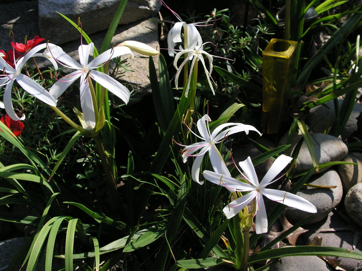 Crinum Lily Oliganthum West Indies Mini Large Blooming-size Bulb -