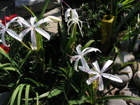 Crinum Lily Oliganthum West Indies Mini Large Blooming-size Bulb -
