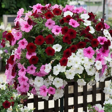 Petunia Mix Color Easy to Grow Garden Flower Seeds
