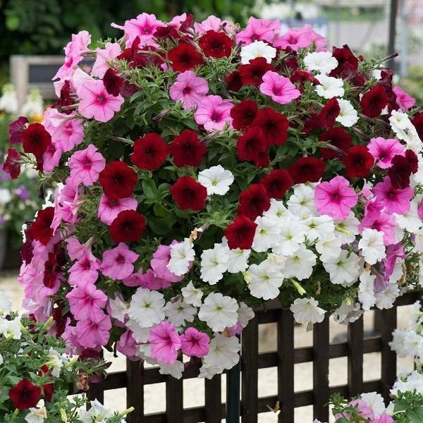Petunia Mix Color Easy to Grow Garden Flower Seeds