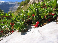 Bearberry Arctostaphylos Hardy Fruit Bearing Ground Cover Seeds