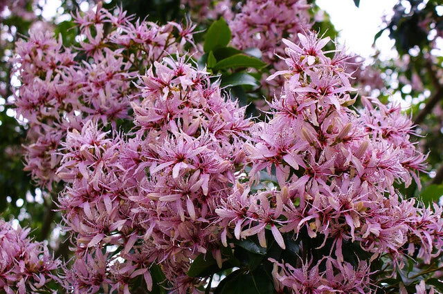 Calodendrum Capense – African Cape Chestnut Tree Seeds