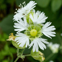 Starry Campion – Colorful Wildflower Garden Seeds