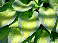June Hosta Hosta X June – Hardy Perennial Garden Flower Seeds