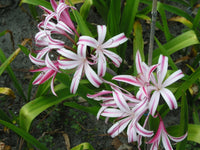 Crinum Lily Baconi Maurine Spinks Small-Size Bulb