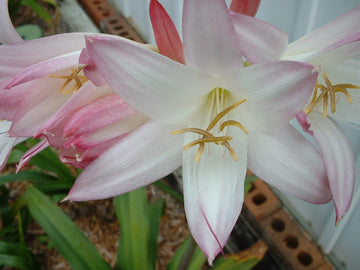 Crinum Lily Mrs James Hendry Medium-Size Bulb Rare - Flower Seeds