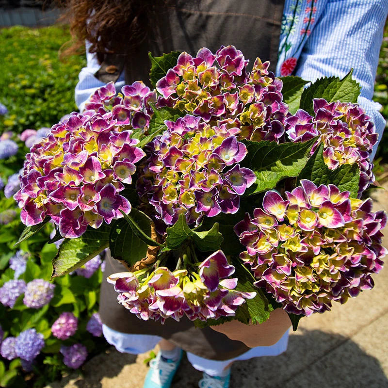 Hydrangea – Perennial Garden Flower Bush Seeds
