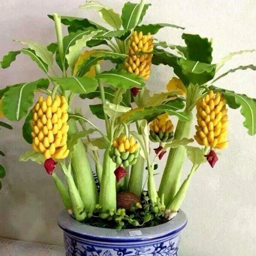 Juicy Dwarf Banana Fruit Tree Mini Bonsai Garden Seeds bag - Fruit Seeds