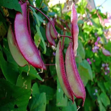 Hyacinth Bean Lablab Purpureus – Climbing Vegetable Seeds