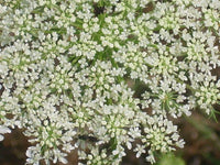 Queen Annes Lace Daucus Carota – Hardy Wildflower Seeds