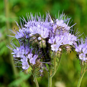 Lacy Phacelia – Wildflower Garden Seeds