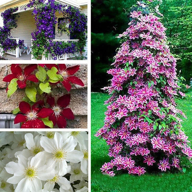 Seeds Climbing Clematis Bonsai Flowers Color Mix Perennial Pot Garden