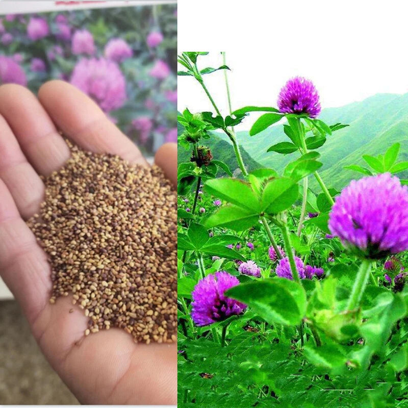 Red Clover Trifolium Pratense – Cover Crop Herb Seeds