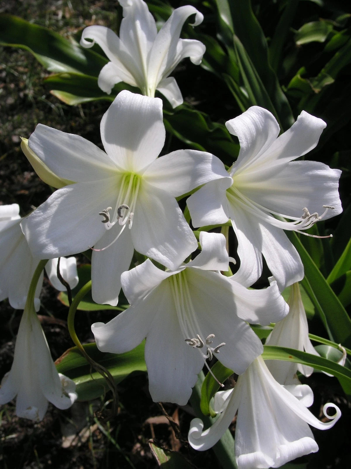 Crinum Lily False – Garden Flower Seeds
