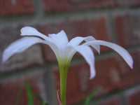Zephyranthes Labufarosea Itsy Bitsy – Pink Rain Lily Bulb Seeds