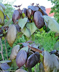 Purple Leaf Catalpa Catalpa X Erubescens – Ornamental Tree Seeds