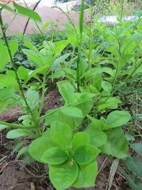 Jewels of Opar Talinum Paniculatum – Ornamental Garden Flower Seeds