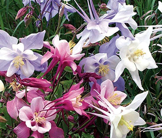 Columbine Dwarf Mix Aquilegia Vulgaris – Perennial Garden Flower Seeds