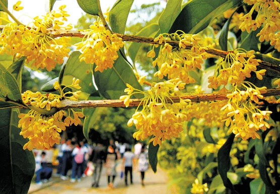 Osmanthus Fragrans Yellow – Flower Seeds