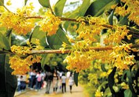 Osmanthus Fragrans Yellow – Flower Seeds