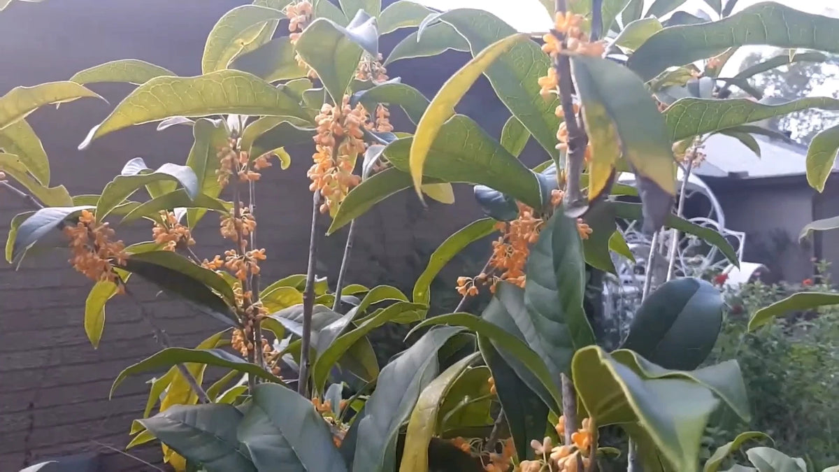 Osmanthus Fragrans Orange – Fragrant Sweet Olive Tree Seeds