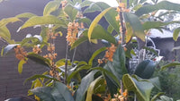 Osmanthus Fragrans Orange – Fragrant Sweet Olive Tree Seeds