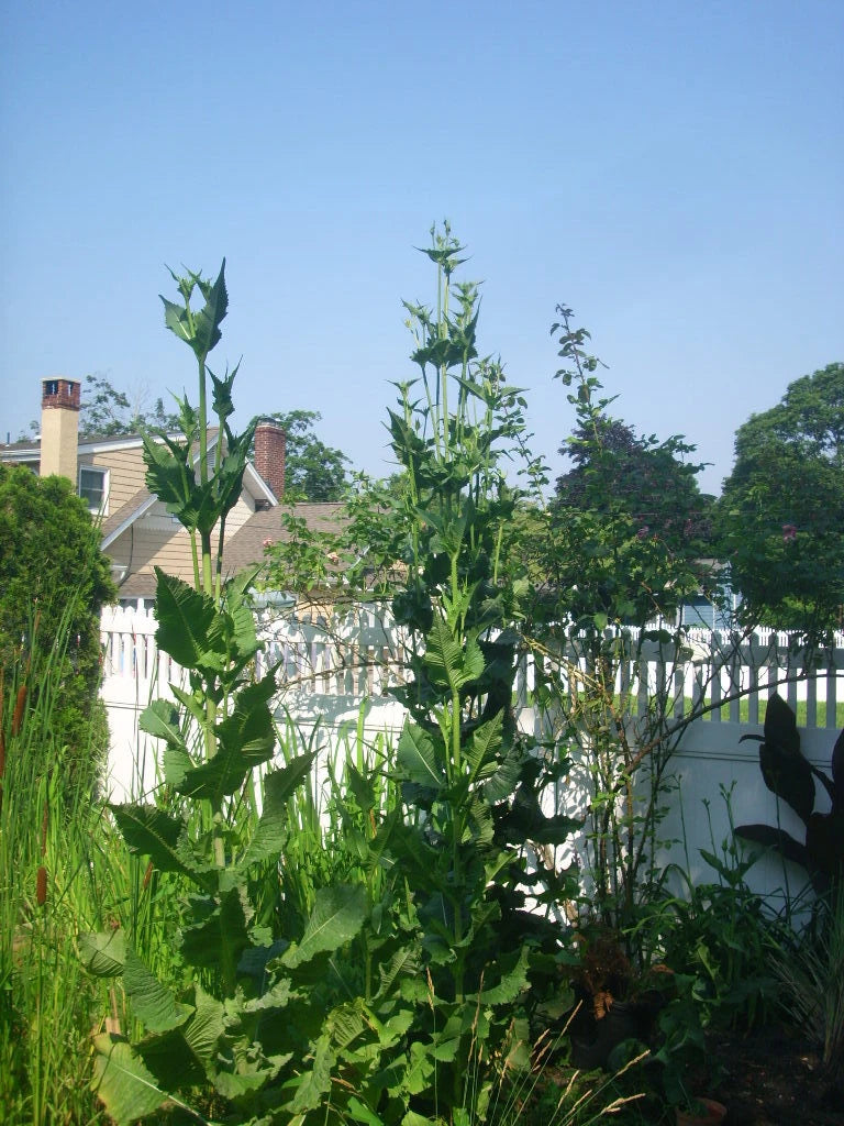 Common Teasel Dipsacus Sylvestris – Tall Perennial Flower Seeds