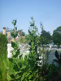 Common Teasel Dipsacus Sylvestris – Tall Perennial Flower Seeds