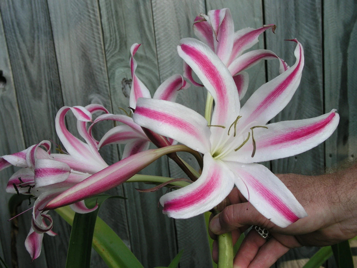 Crinum Lily Veracruz Large Blooming-Size Bulb