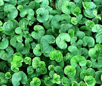 Dichondra Ground Cover Dichondra Repens – Hardy Lawn Cover Seeds