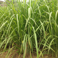 Lemongrass Perennial Herb Insect Repellent Seeds