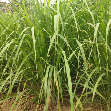 Lemongrass Perennial Herb Insect Repellent Seeds