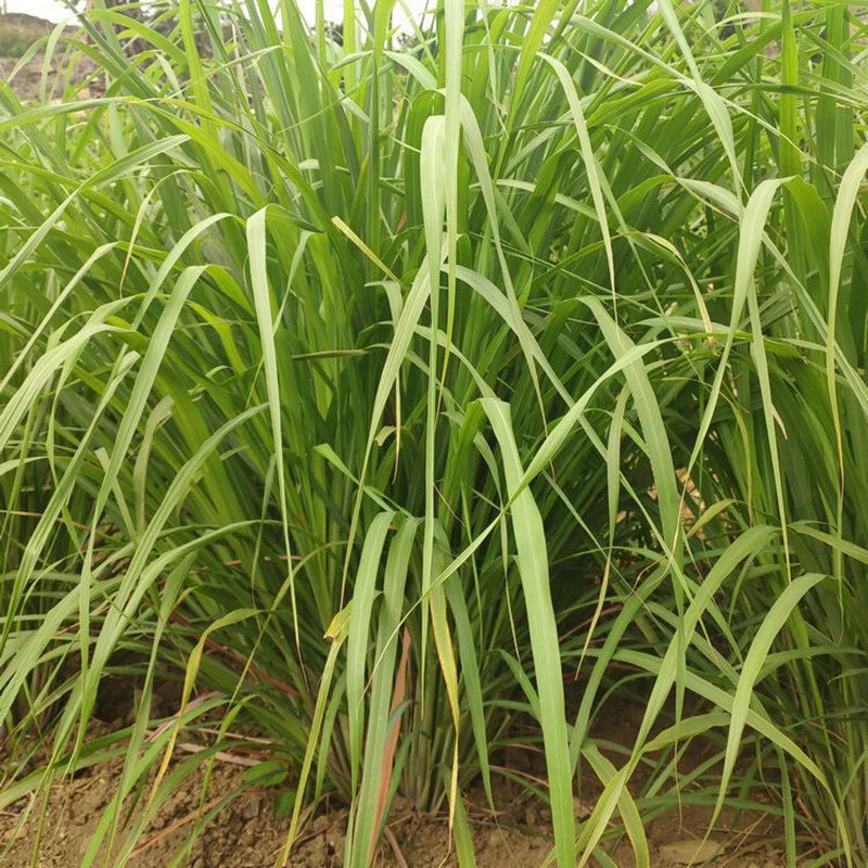 Lemongrass Perennial Herb Insect Repellent Seeds