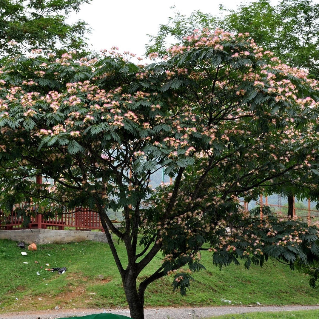 Persian Silk Tree Albizia Julibrissin – Flowering Tree Seeds